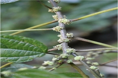 Boehmeria glomerulifera